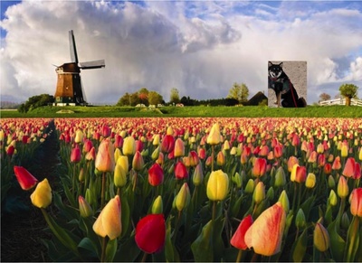 tulip.jpg